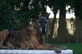 DOGUE ALLEMAND 899